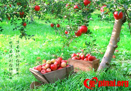 往下扎根·向上结果:今年