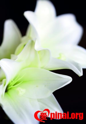 荆棘中的百合花