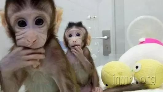 克隆猴&ldquo;中中&rdquo;和&ldquo;华华&rdquo;