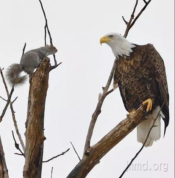 何等的爱？小松鼠竟能胜过大秃鹰！！