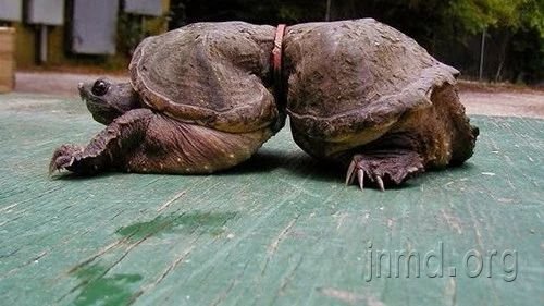 就像孩子成长一样，生命也需要清理