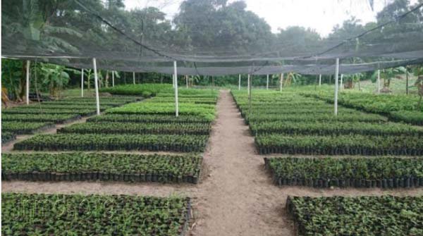 伊甸园造林项目的苗圃基地