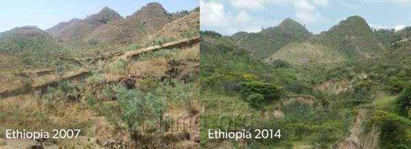 埃塞俄比亚种植树木后的乌多山区对比图