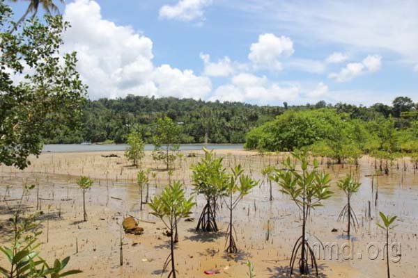伊甸园造林项目的成果