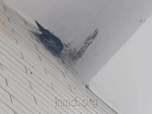 那些捅落在地上的燕子窝