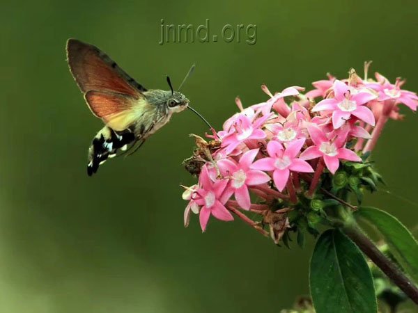 从蜂鸟鹰蛾看神的创造