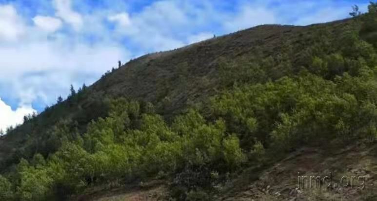 父亲、树林和狗